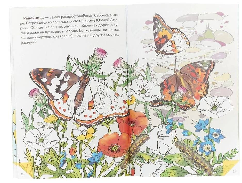 Самые красивые бабочки фото книги 3