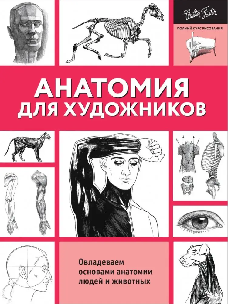 Анатомия для художников фото книги