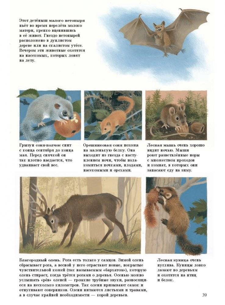 Наше дерево фото книги 11