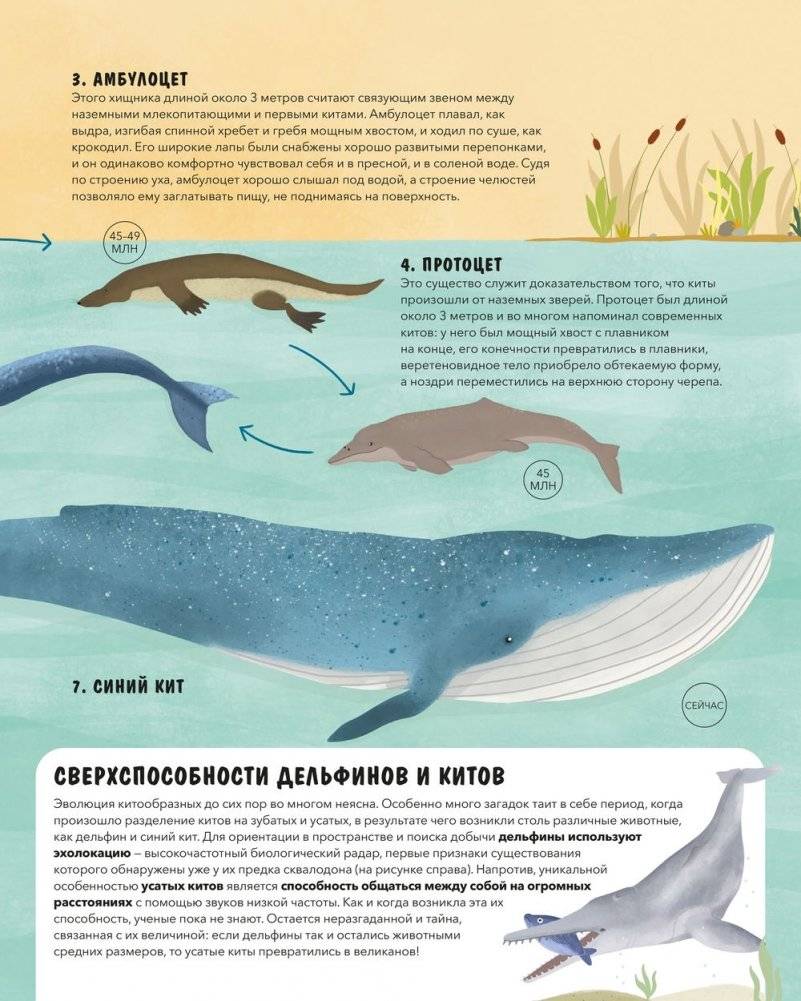 Эволюция. Как изменилась жизнь за миллиарды лет фото книги 7