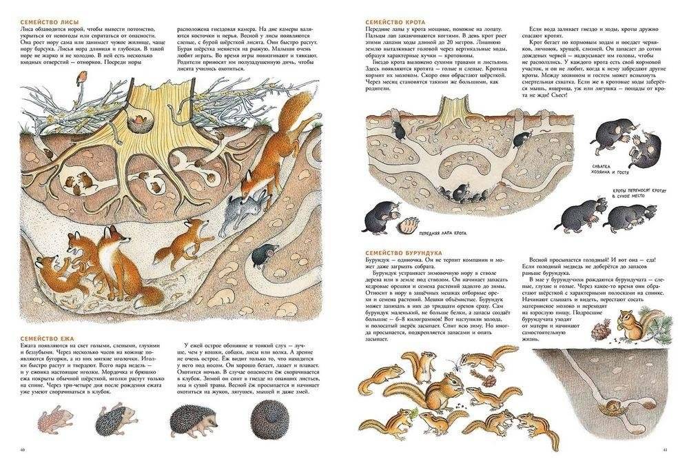 В лесу фото книги 3