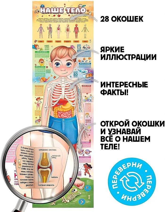 Мое тело. Плакат с окошками фото книги 3