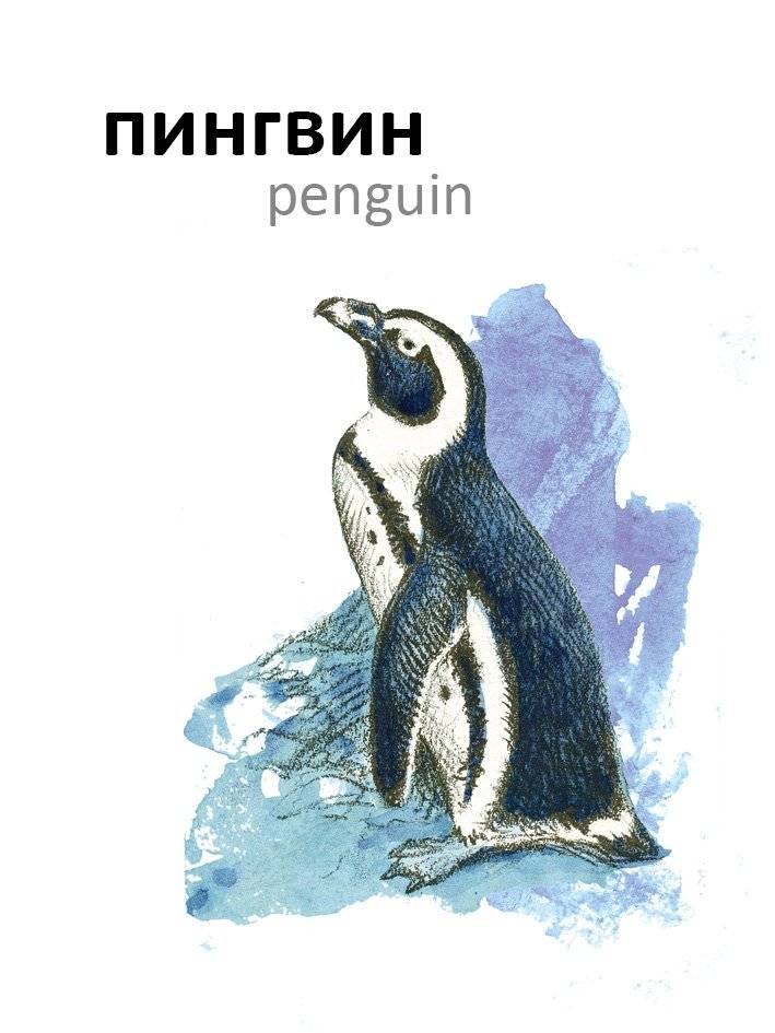 Птицы фото книги 2