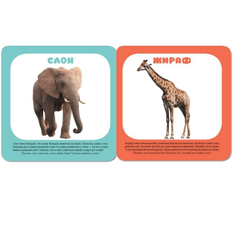 Малышарики. Животные зоопарка фото книги 2