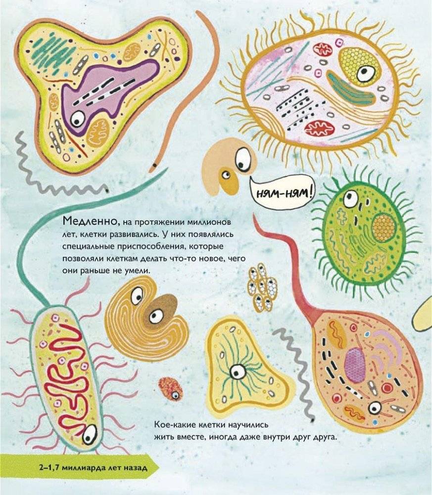 История жизни. Моя первая книга об эволюции фото книги 7