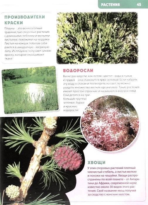 Будущему отличнику! Детская энциклопедия для младших школьников фото книги 4