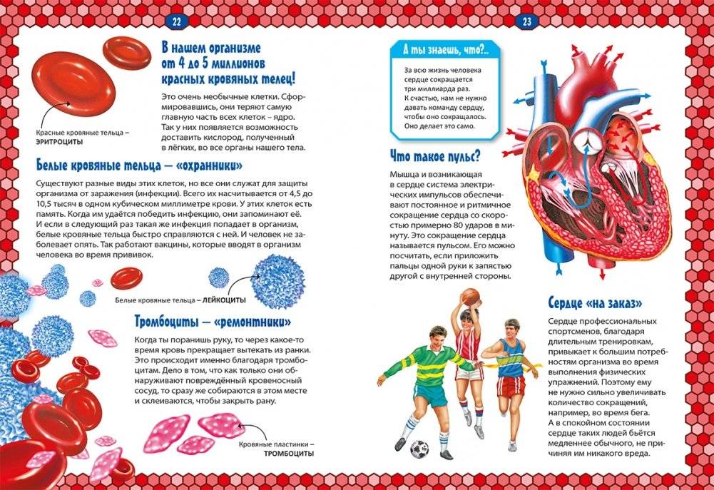 Тело человека фото книги 2