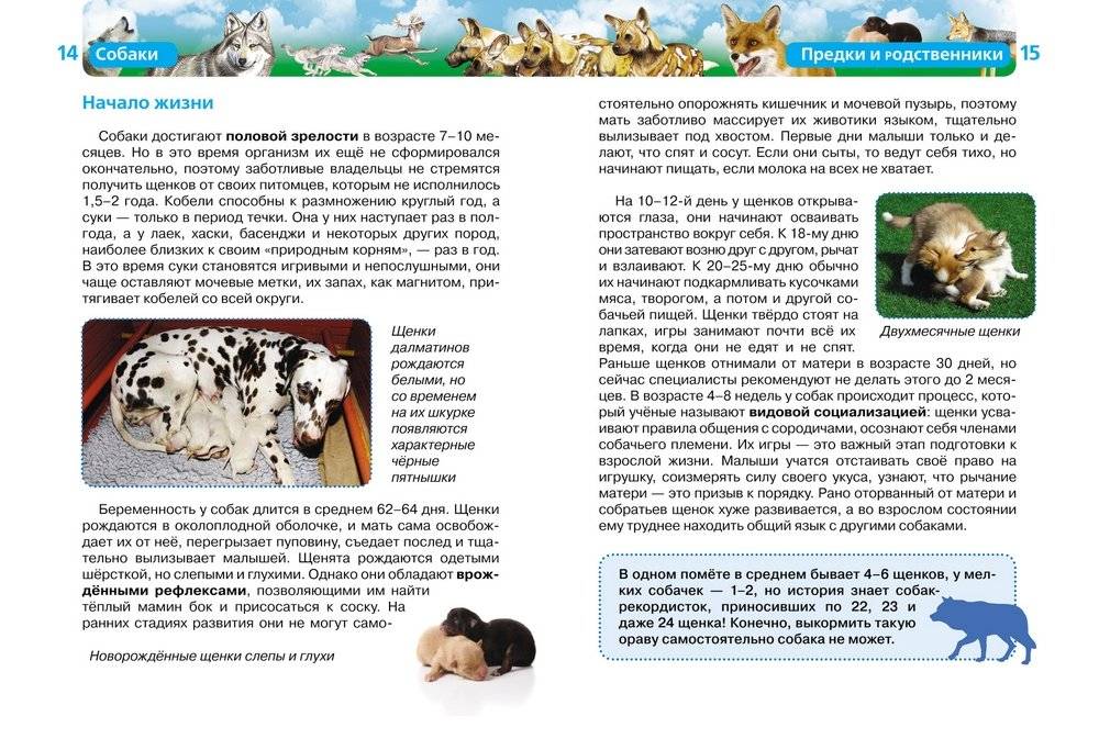Собаки фото книги 4