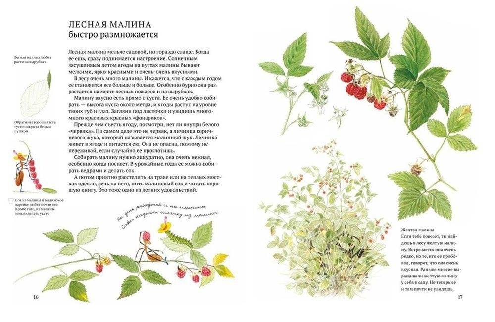 Софи в мире ягод фото книги 4