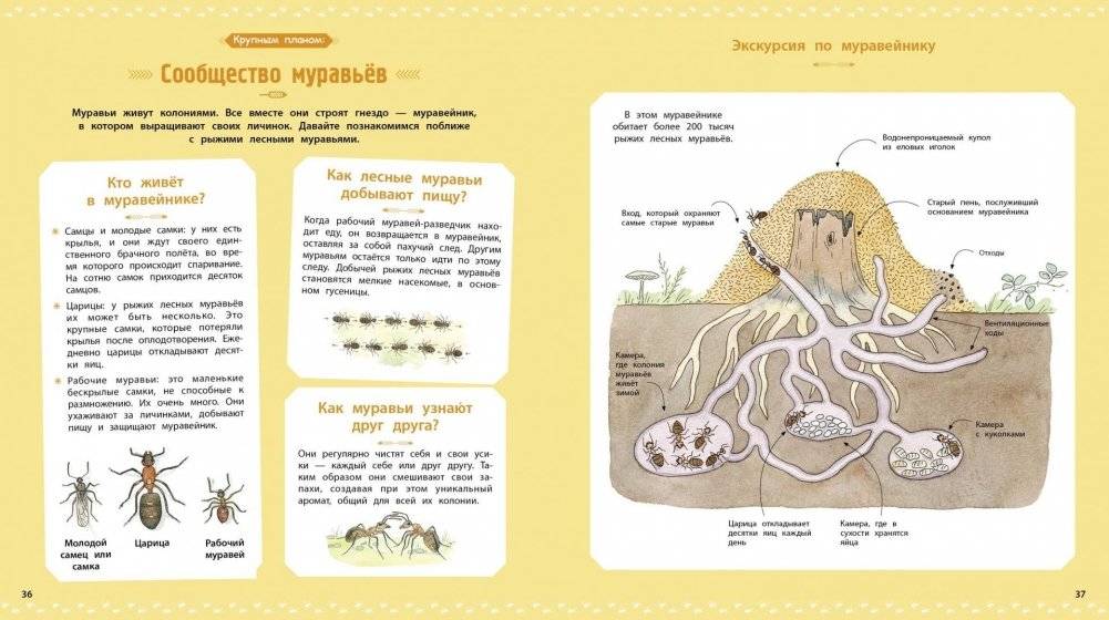 Насекомые и другие маленькие животные фото книги 5