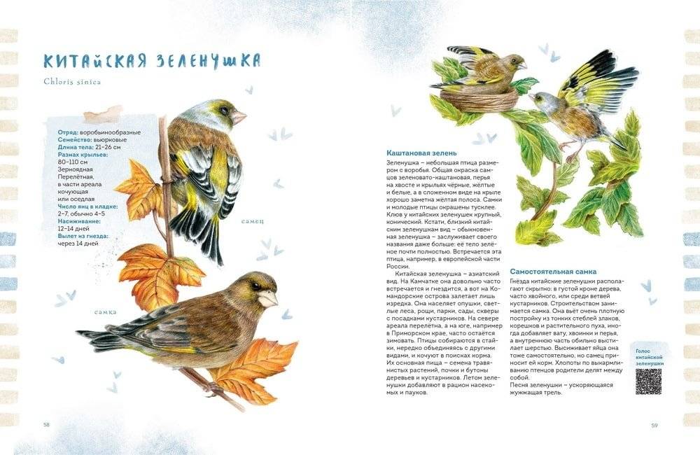 Птицы Камчатки фото книги 5