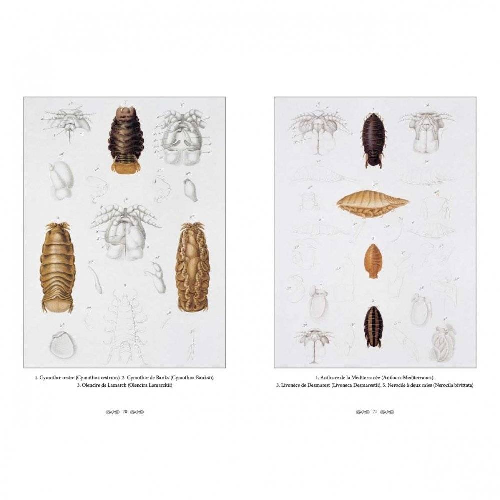 Ж.-Л. Кювье. Царство животных. Членистые. Ракообразные фото книги 10