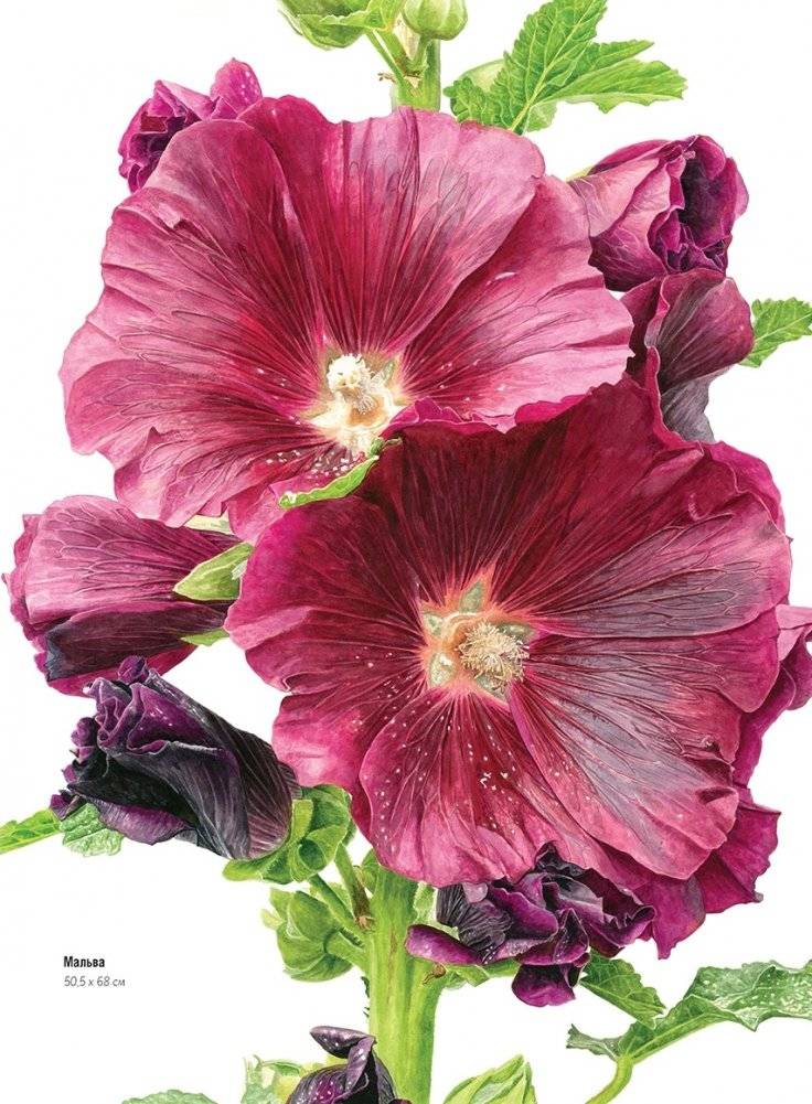 Волшебный мир Анны Мейсон. Рисуем природу. Все секреты реалистичной живописи фото книги 3