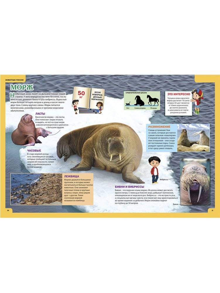 Животные России. Иллюстрированная детская энциклопедия фото книги 3
