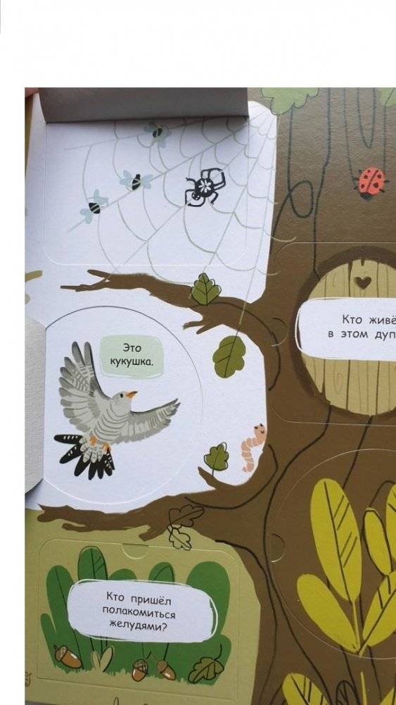 Книжка с окошками. В лесу фото книги 6