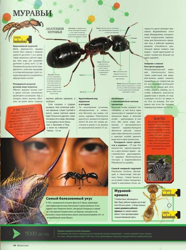 Гиннесс. Мировые рекорды 2017 фото книги 5