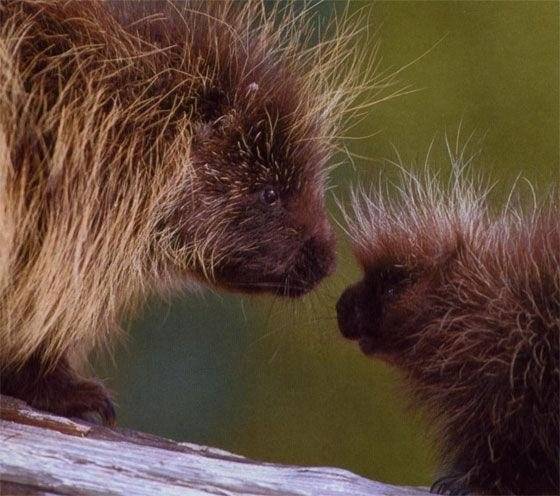 Дочки-матери фото книги 3