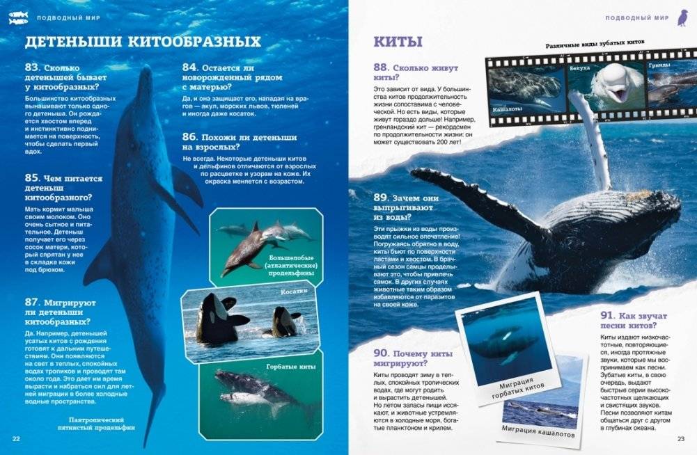 Подводный мир фото книги 8