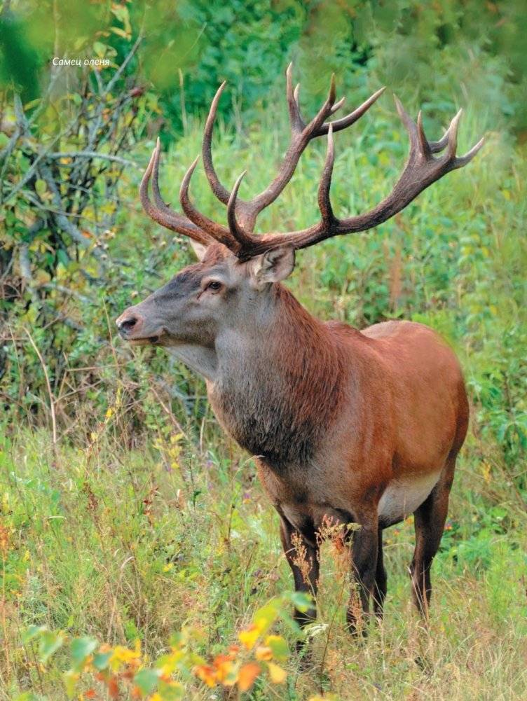 Чарующий мир природы. Березинский биосферный заповедник фото книги 3
