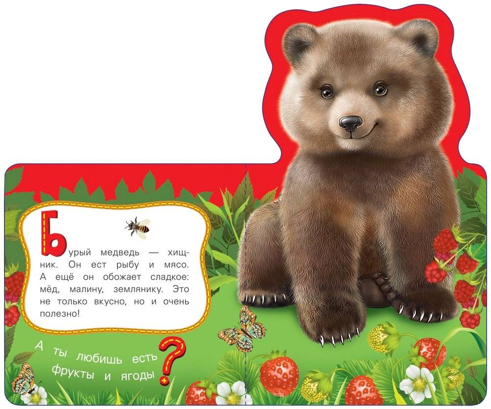 Медведь фото книги 3