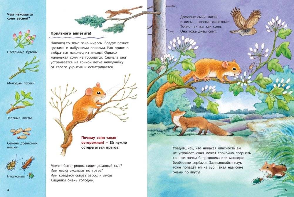 Кто такая орешниковая соня? Познавательные истории фото книги 3