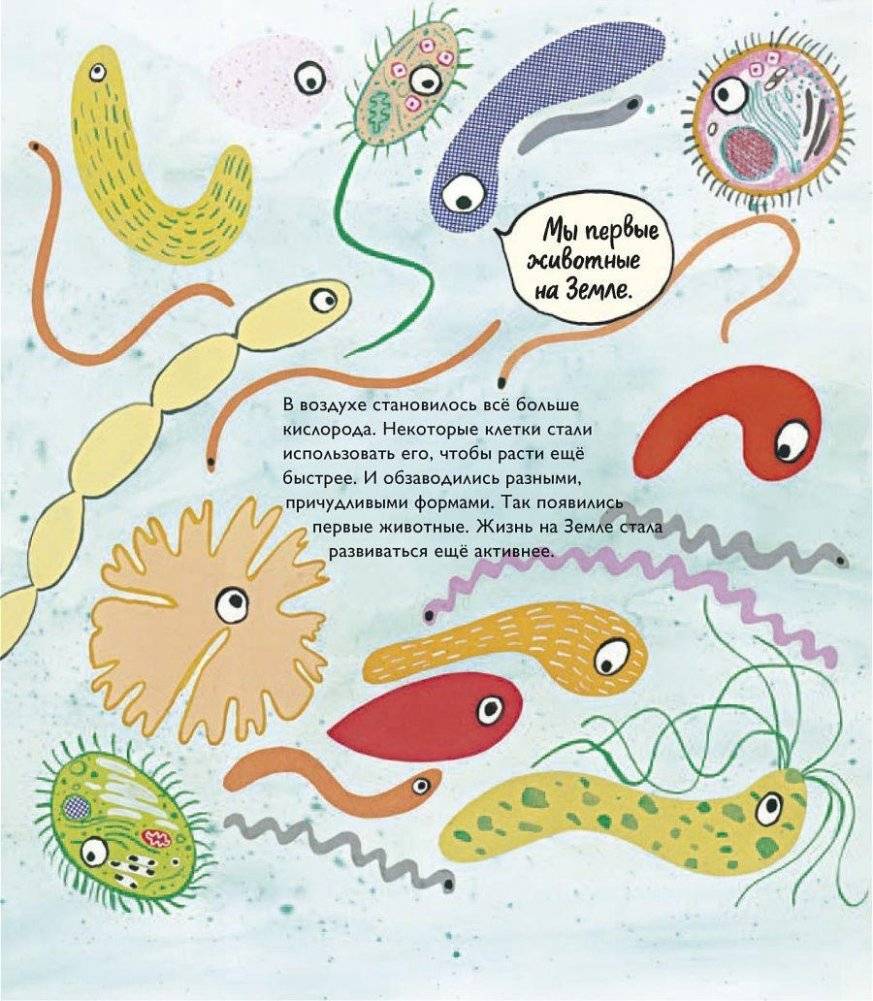 История жизни. Моя первая книга об эволюции фото книги 8