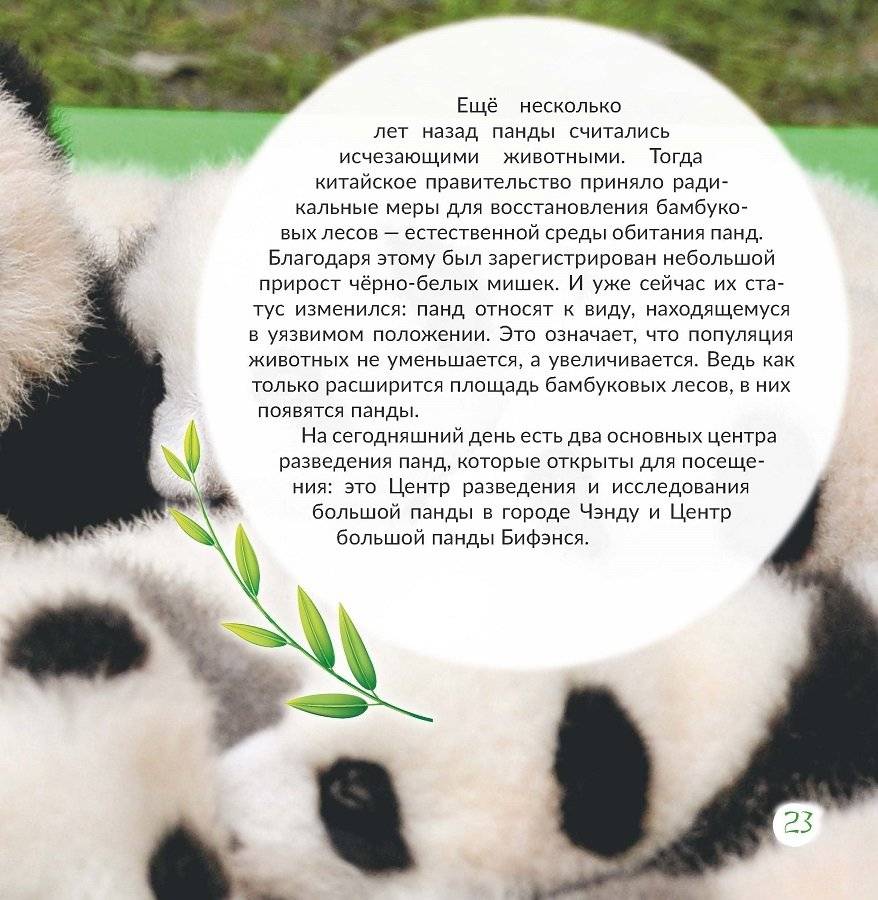 Панда: всё о забавных мишках фото книги 6