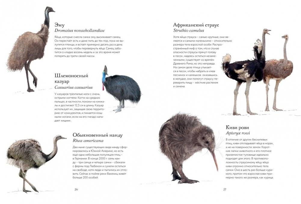 Тайны дикой природы фото книги 5