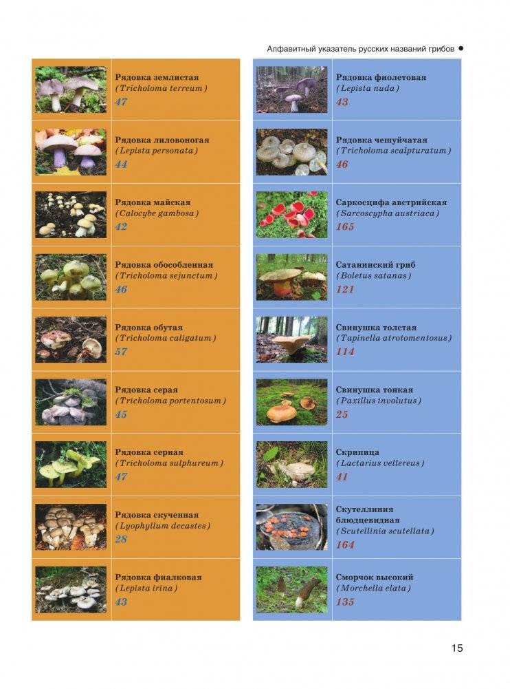 Большая энциклопедия. Грибы. Съедобные и несъедобные. Собираем и готовим. фото книги 16