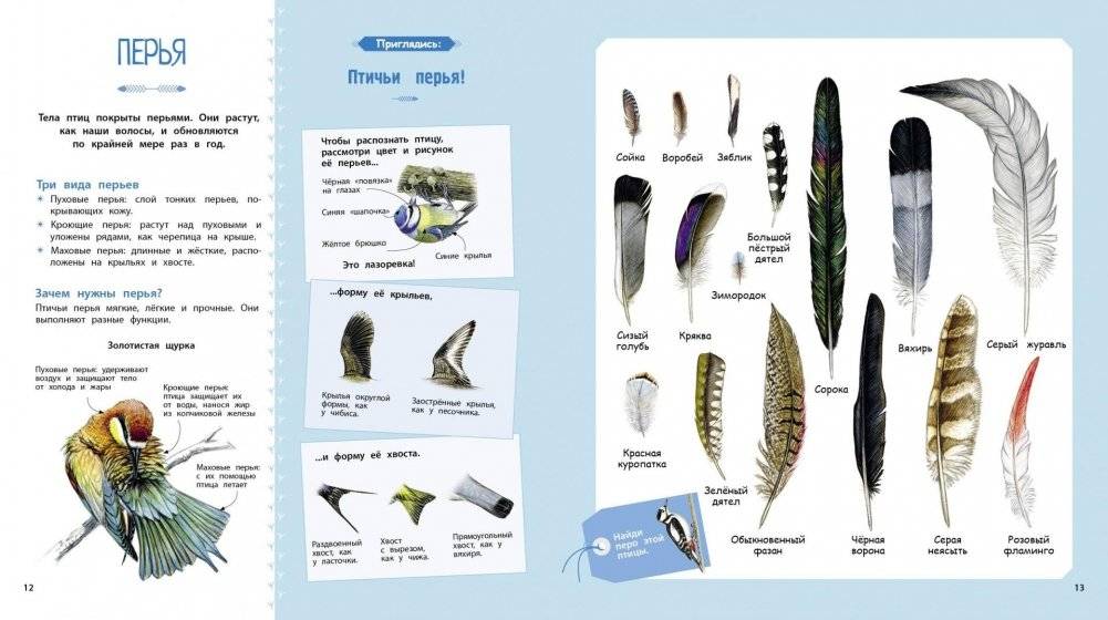 Птицы фото книги 3