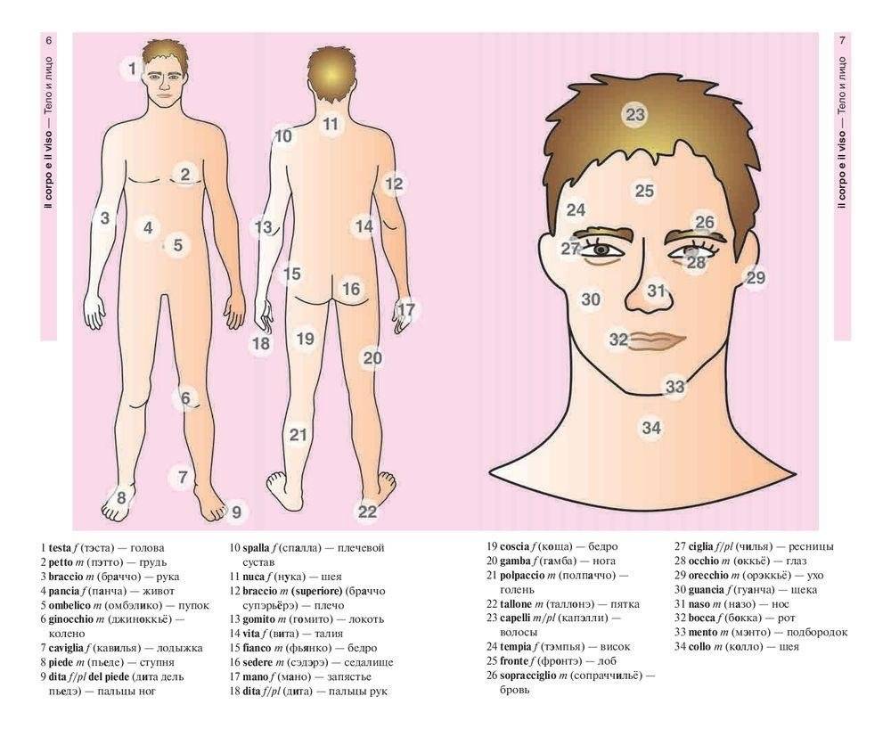 Итальянский язык в картинках фото книги 5