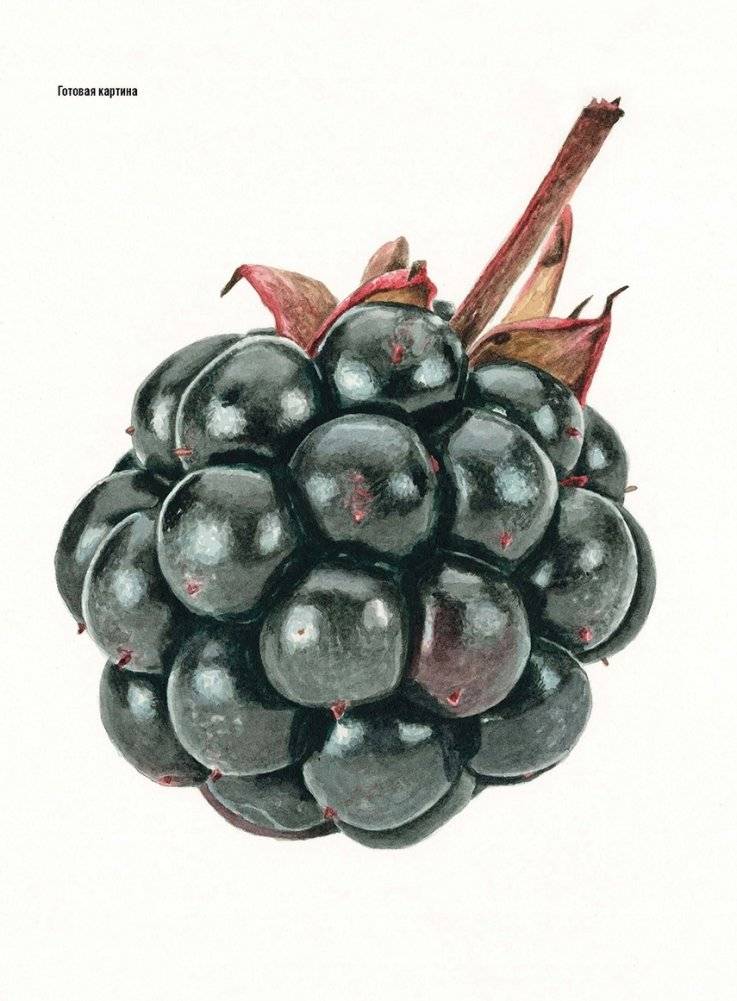 Волшебный мир Анны Мейсон. Рисуем природу. Все секреты реалистичной живописи фото книги 6