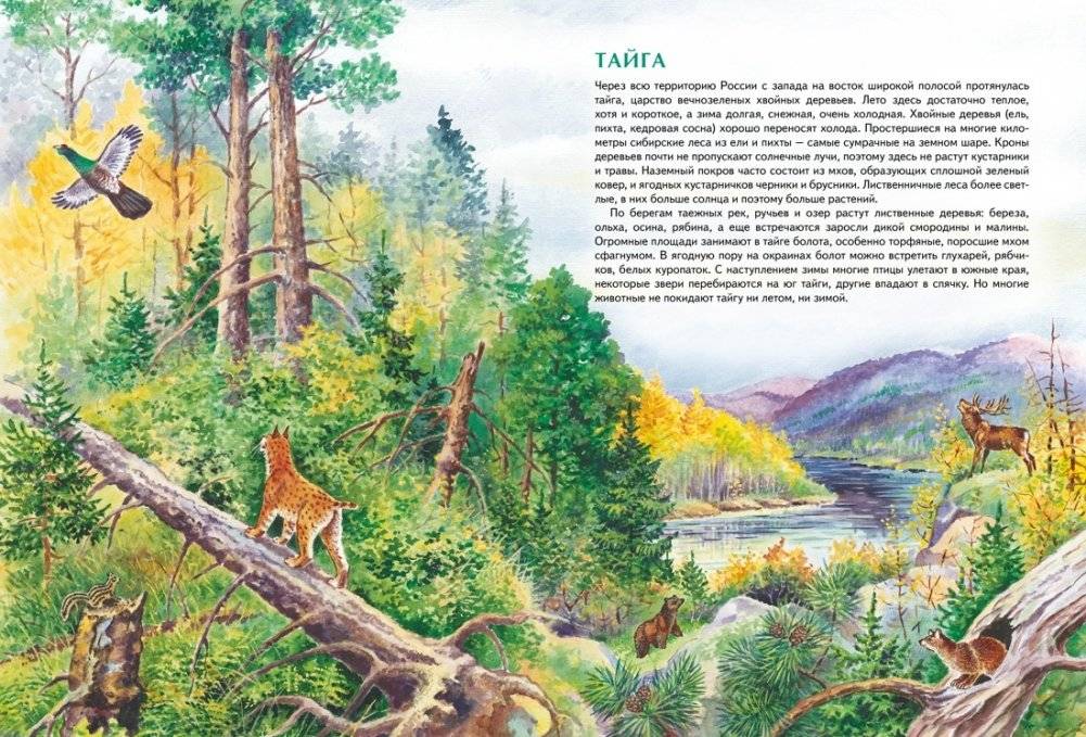 Природа России. Иллюстрированная энциклопедия фото книги 5