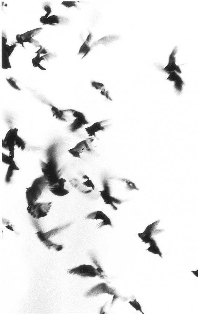 Жутко громко и запредельно близко фото книги 3