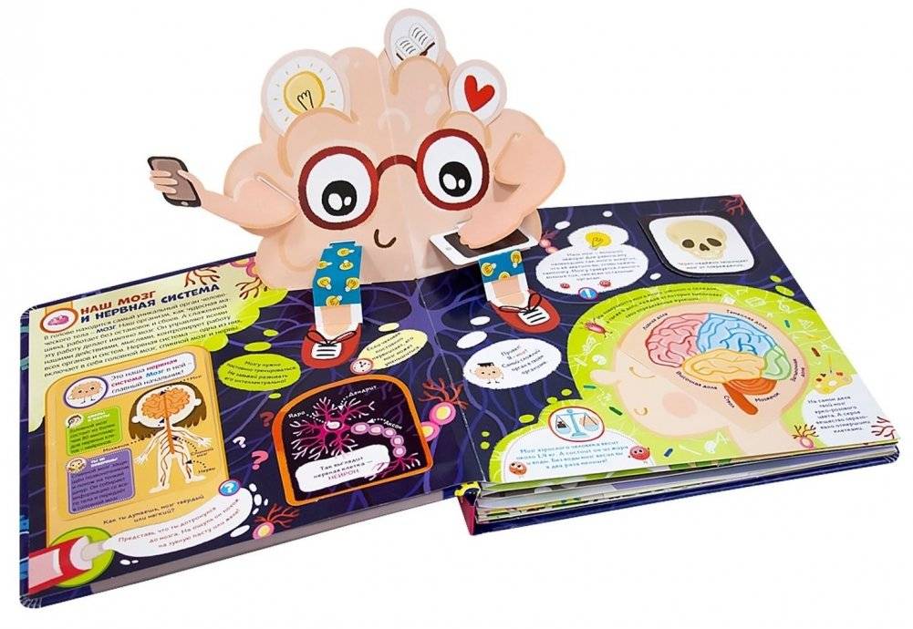 Мозг. Компьютер в моей голове. Книжка-панорамка фото книги 3