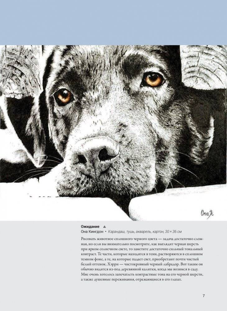 Тон, оттенки, контраст фото книги 5