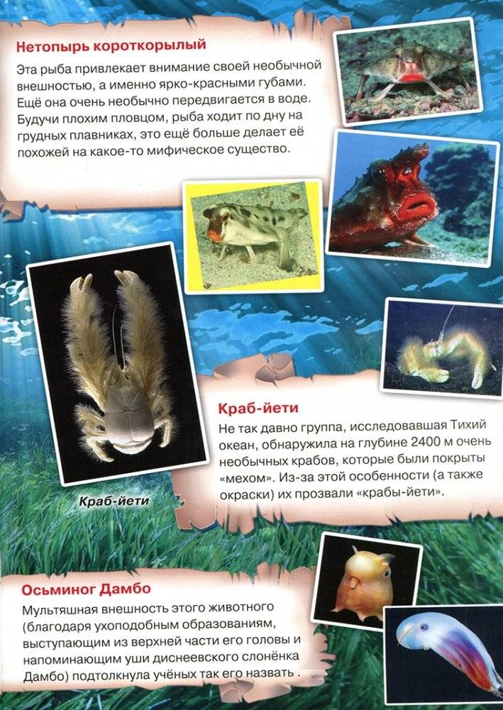Атлас. Этот загадочный подводный мир фото книги 4
