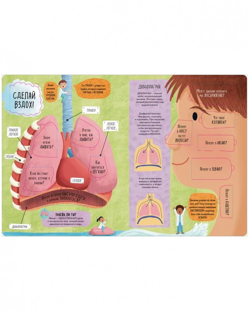 Большая книга с окошками. Тело человека фото книги 6