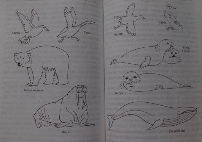 Животные: виды, особенности, места обитания фото книги 6