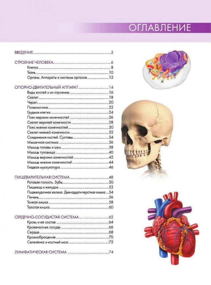 Анатомия человека. Большой популярный атлас фото книги 2