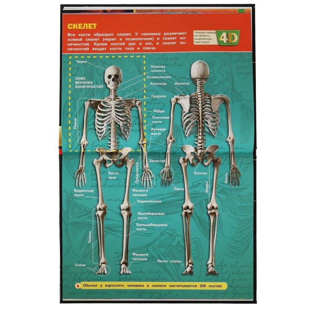 Тело человека. Энциклопедия с развивающими заданиями фото книги 3