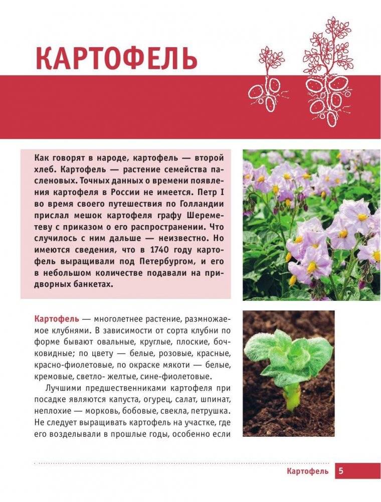 Картофель и капуста. Секреты урожая от Октябрины Ганичкиной фото книги 5
