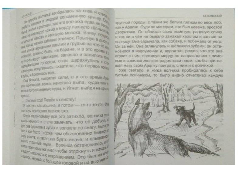 Белолобый. Рассказы для детей фото книги 4