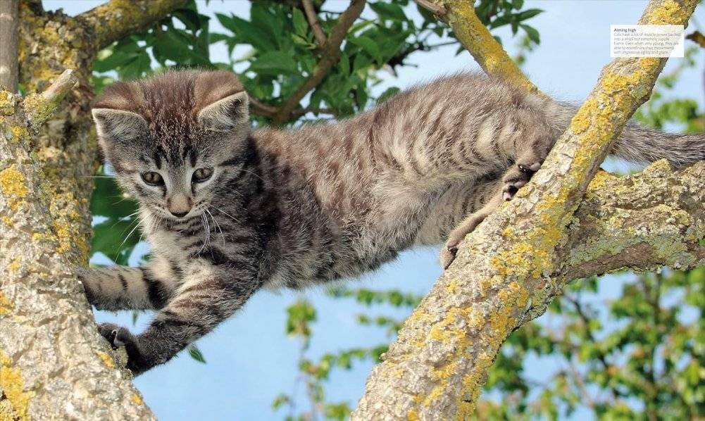 The Cat Encyclopedia фото книги 5