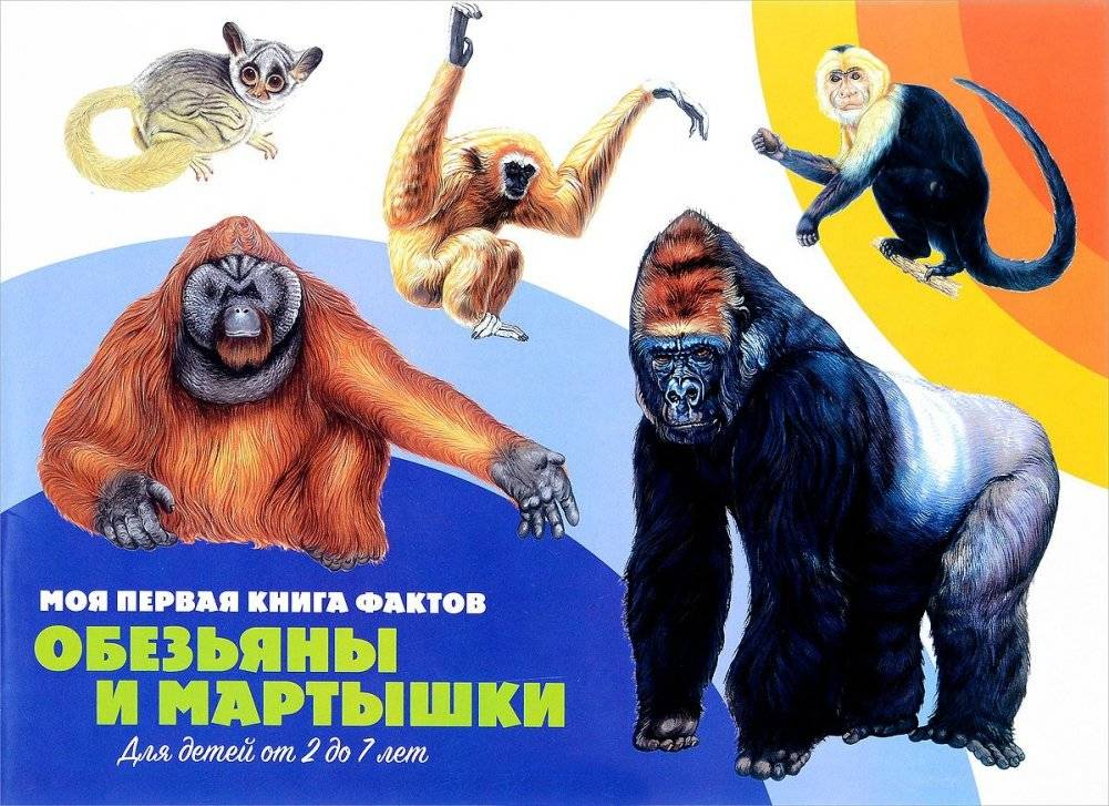 Моя первая книга фактов. Обезьяны и мартышки фото книги 7