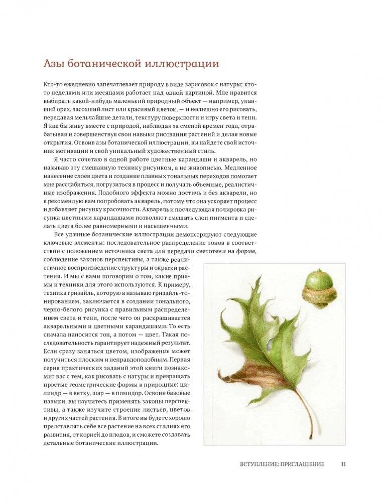 Ботаническая иллюстрация с удовольствием. Пошаговое руководство по изображению цветов, листьев, плодов и других элементов растений фото книги 9