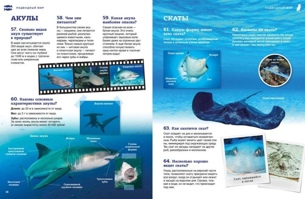 Подводный мир фото книги 6