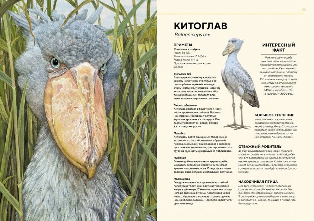 Животные Африки в натуральную величину фото книги 4