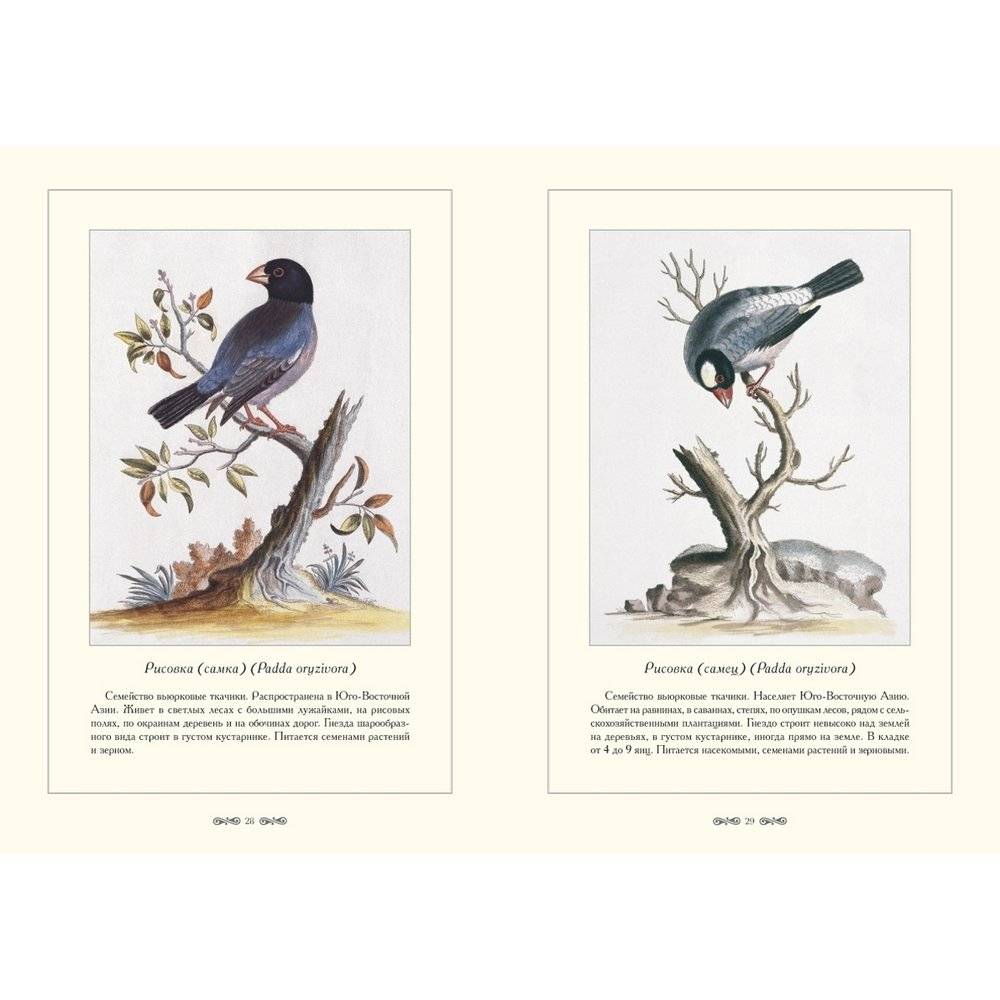 Зоологический альбом фото книги 4