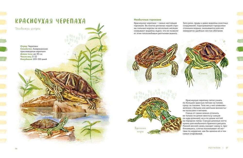 Животные в городе. Где найти и как узнать фото книги 5